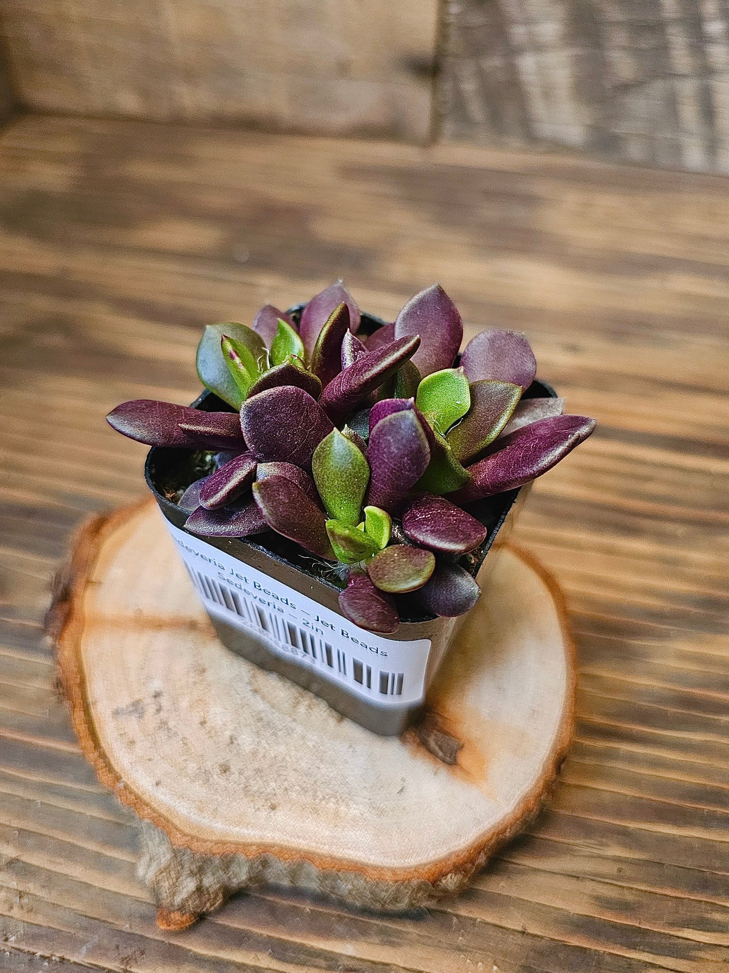 Sedeveria 'Jet Beads' – Jet Beads Sedeveria – 2in