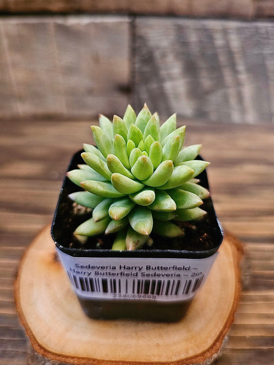 Sedeveria 'Harry Butterfield' – Harry Butterfield Sedeveria – 2in