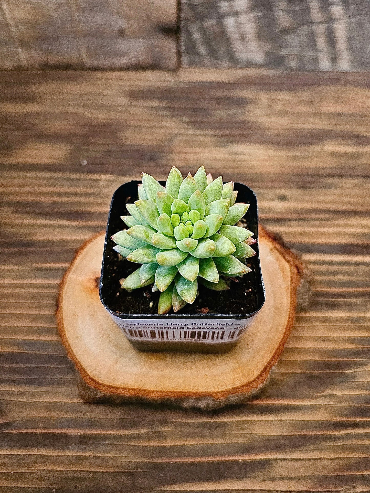Sedeveria 'Harry Butterfield' – Harry Butterfield Sedeveria – 2in