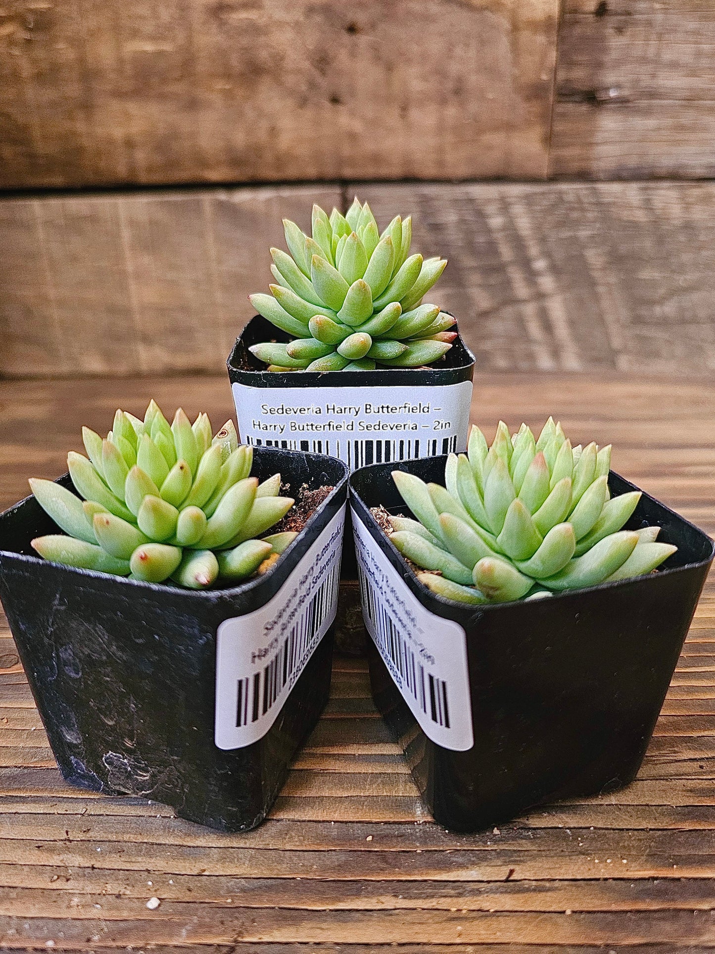 Sedeveria 'Harry Butterfield' – Harry Butterfield Sedeveria – 2in