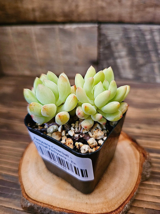 Pachyveria 'Crownball' – Crownball Pachyveria – 2in