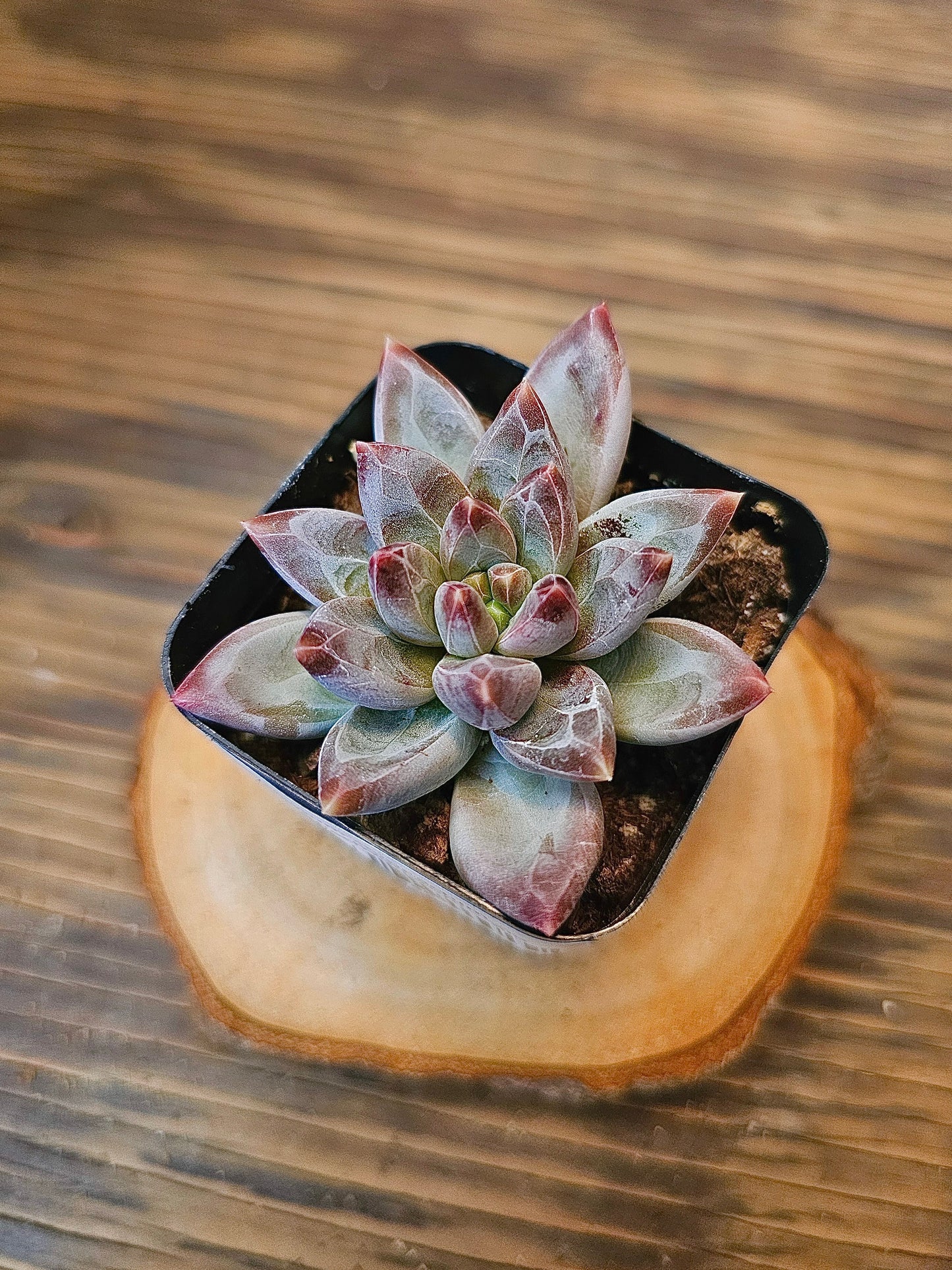 Pachyphytum compactum – Little Jewel Pachyphytum – 2in