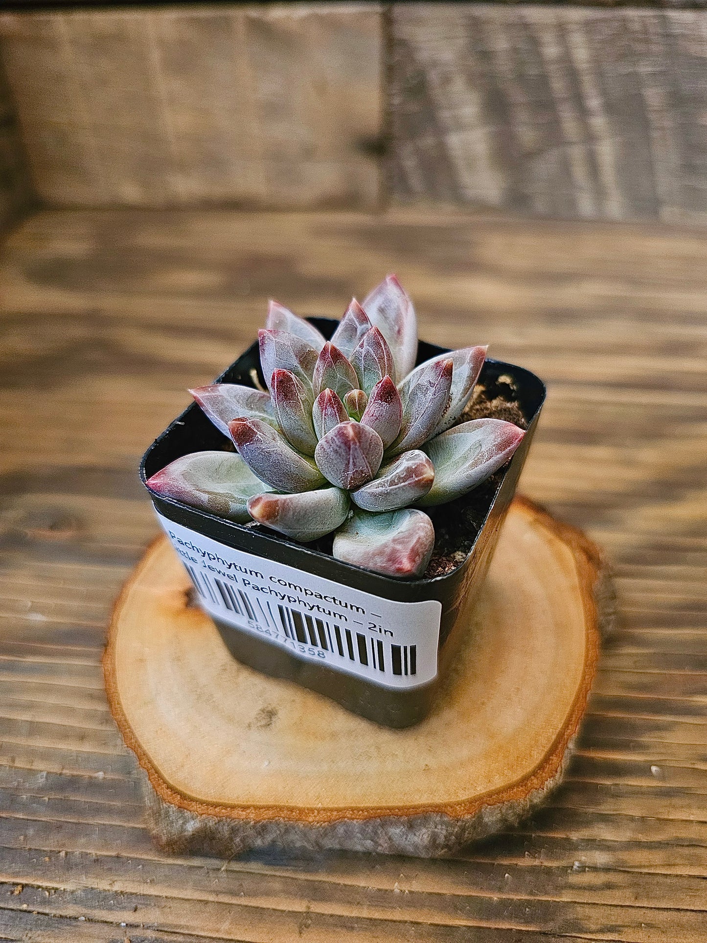 Pachyphytum compactum – Little Jewel Pachyphytum – 2in