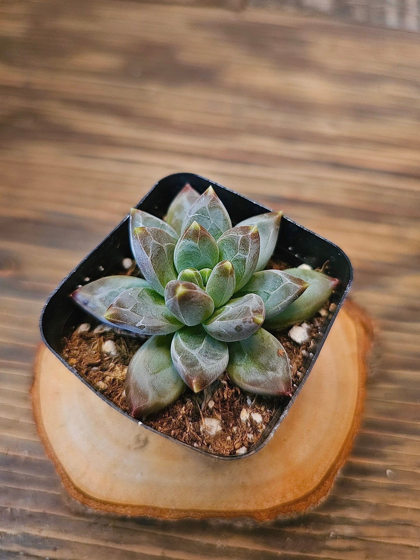 Pachyphytum compactum – Little Jewel Pachyphytum – 2in