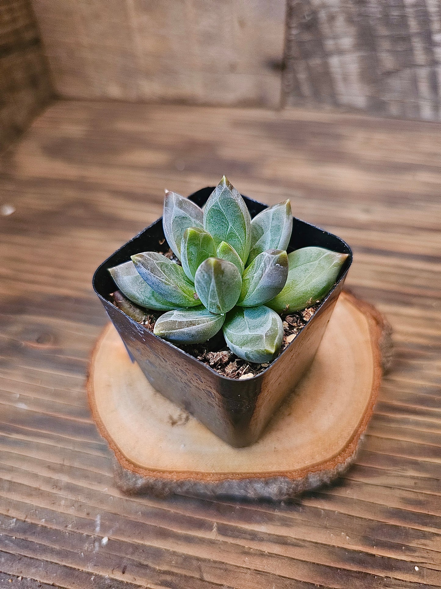 Pachyphytum compactum – Little Jewel Pachyphytum – 2in