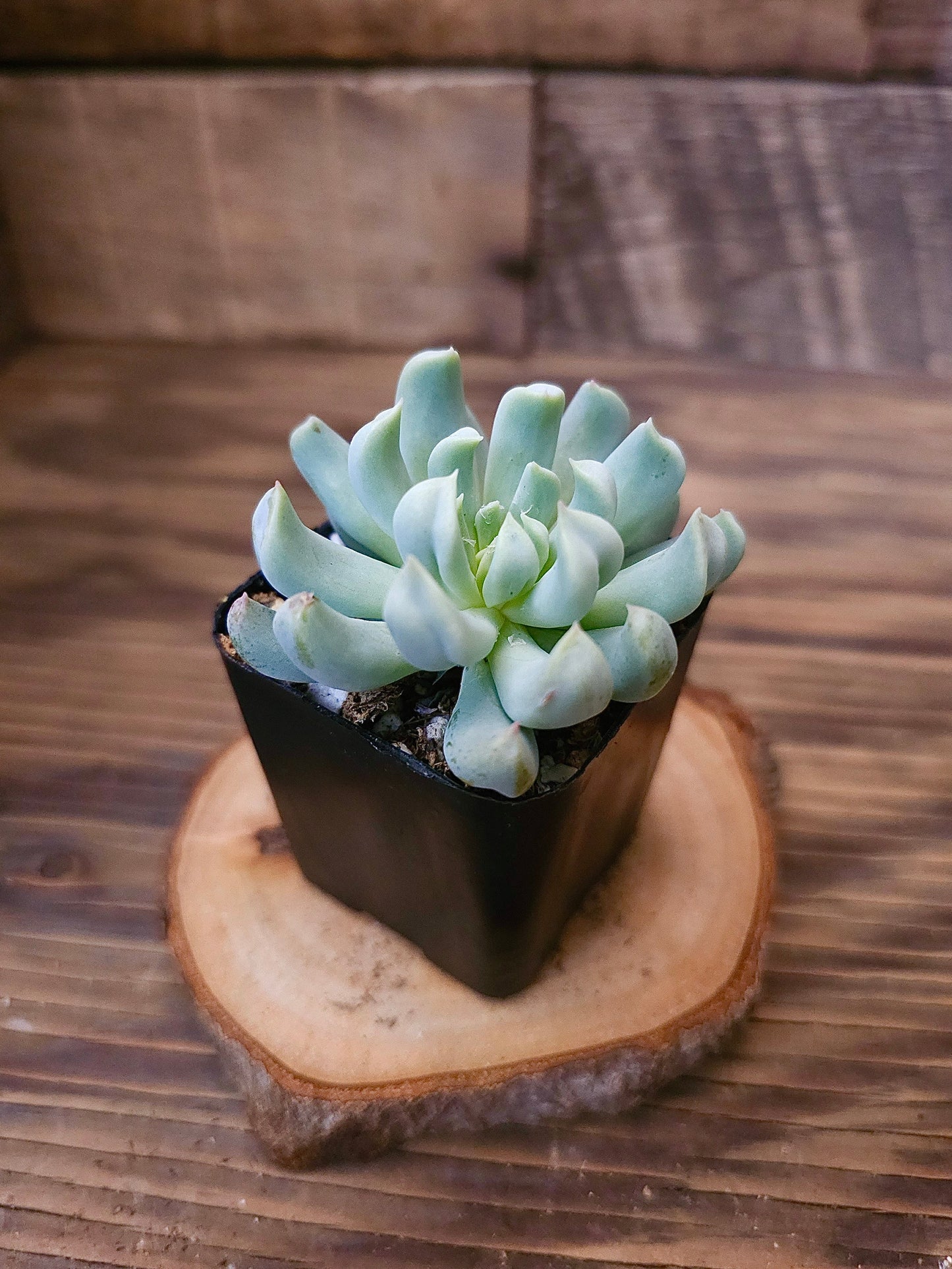 Echeveria runyonii 'Topsy Turvy' – Topsy Turvy Echeveria – 2in