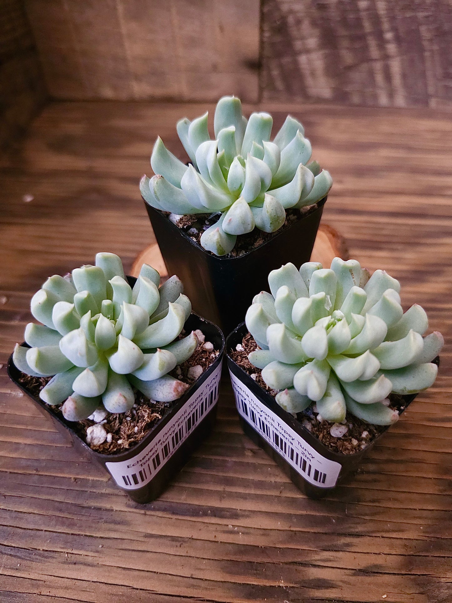 Echeveria runyonii 'Topsy Turvy' – Topsy Turvy Echeveria – 2in