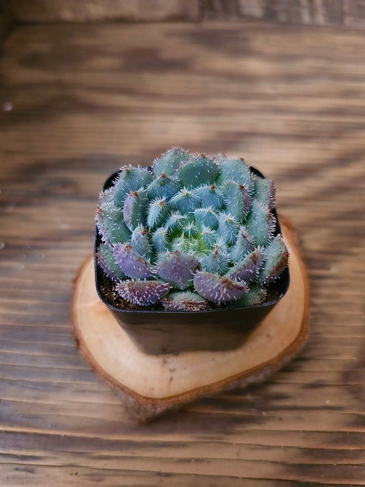Echeveria setosa var. minor 'Blue' – Blue Mexican Firecracker – 2in