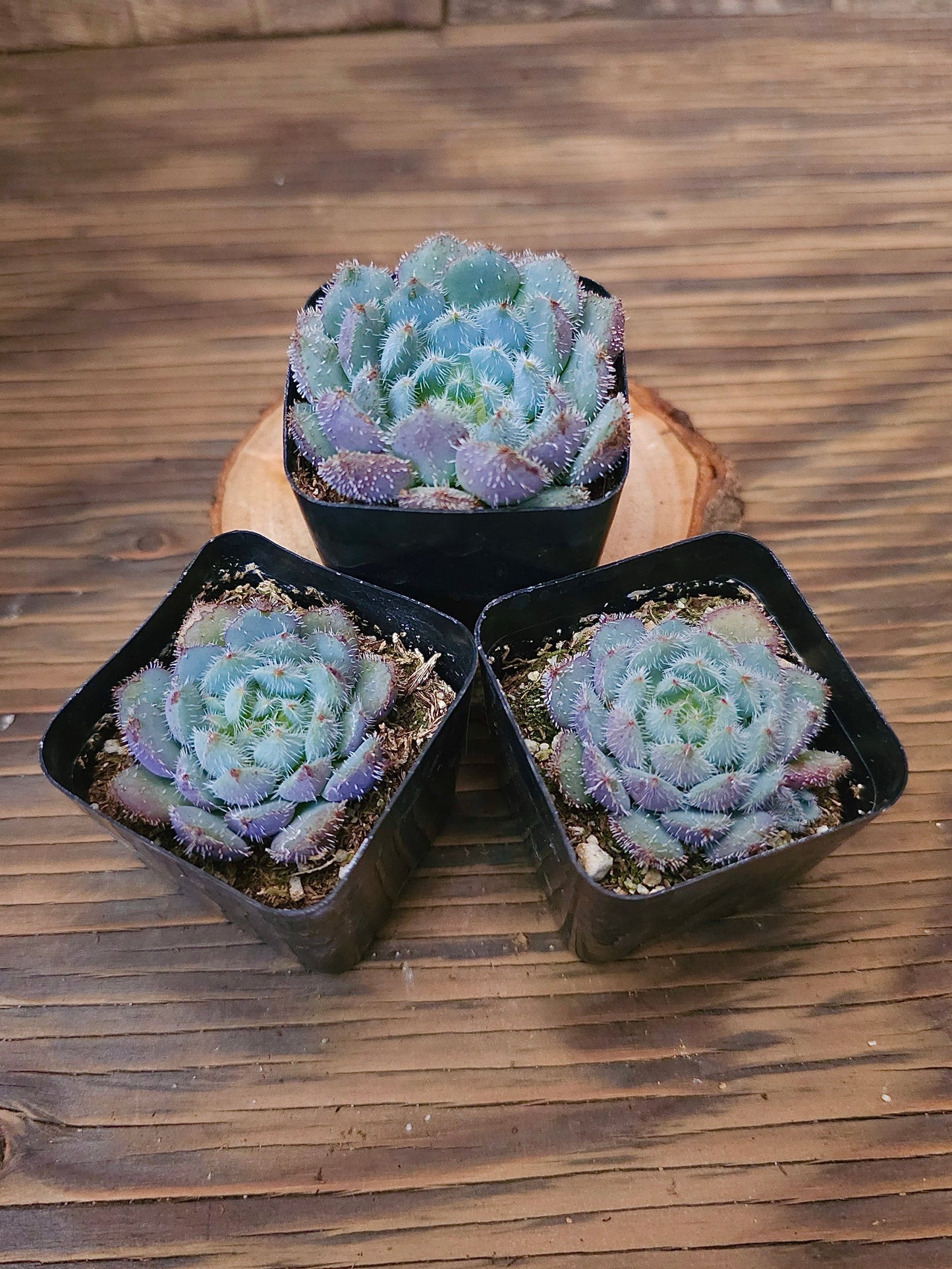 Echeveria setosa var. minor 'Blue' – Blue Mexican Firecracker – 2in