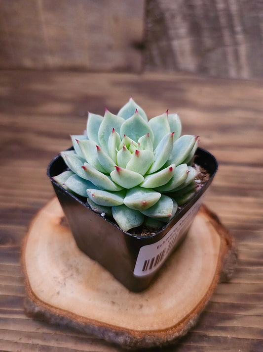 Echeveria 'Mindo Olin' – Mindo Olin Echeveria – 2in