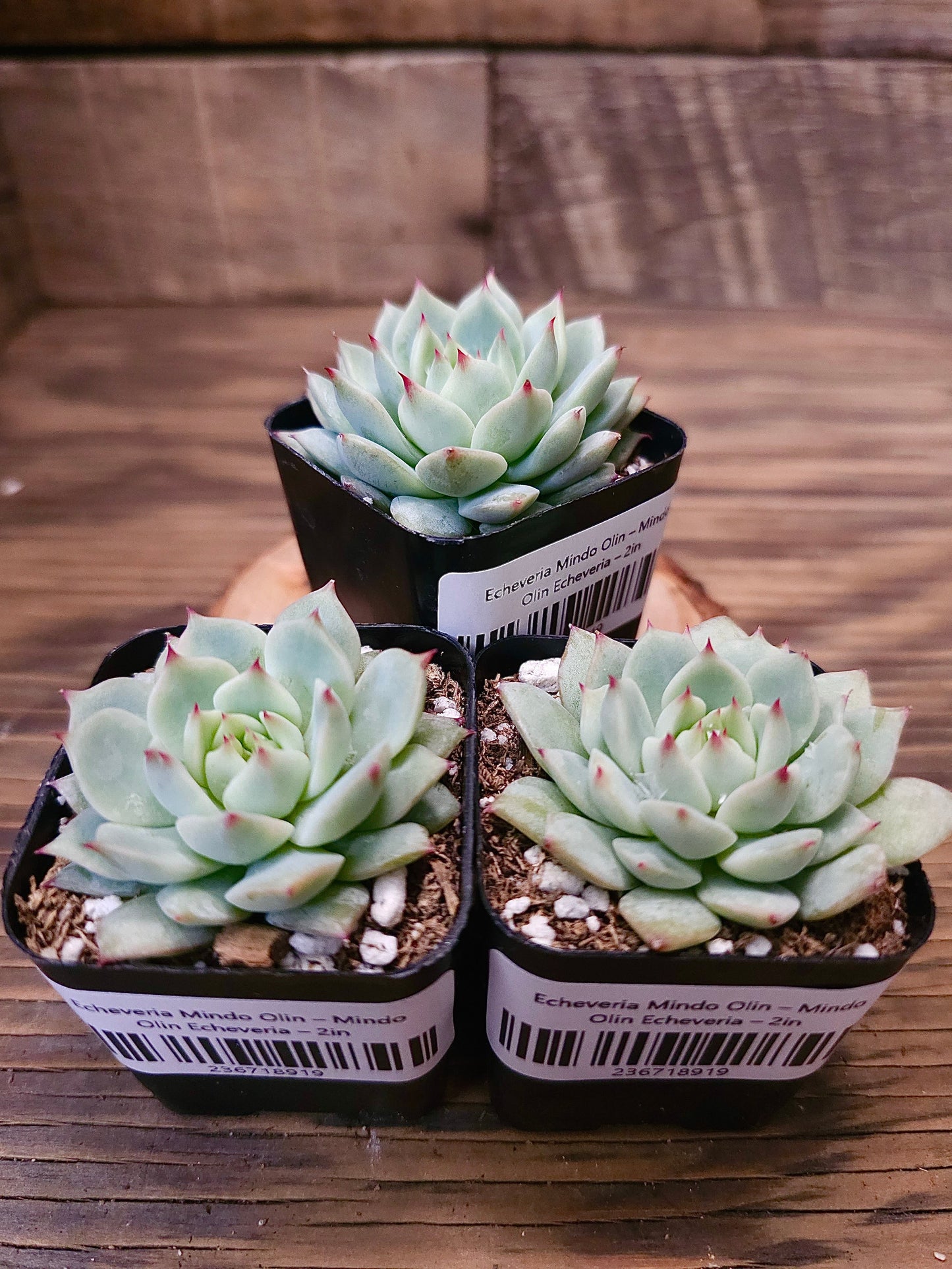 Echeveria 'Mindo Olin' – Mindo Olin Echeveria – 2in
