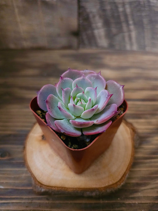 Echeveria laulensis – Laulensis Echeveria – 2in