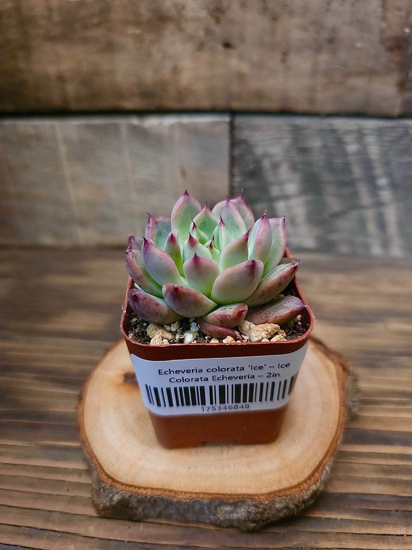 Echeveria colorata ‘Ice’ – Ice Colorata Echeveria – 2in