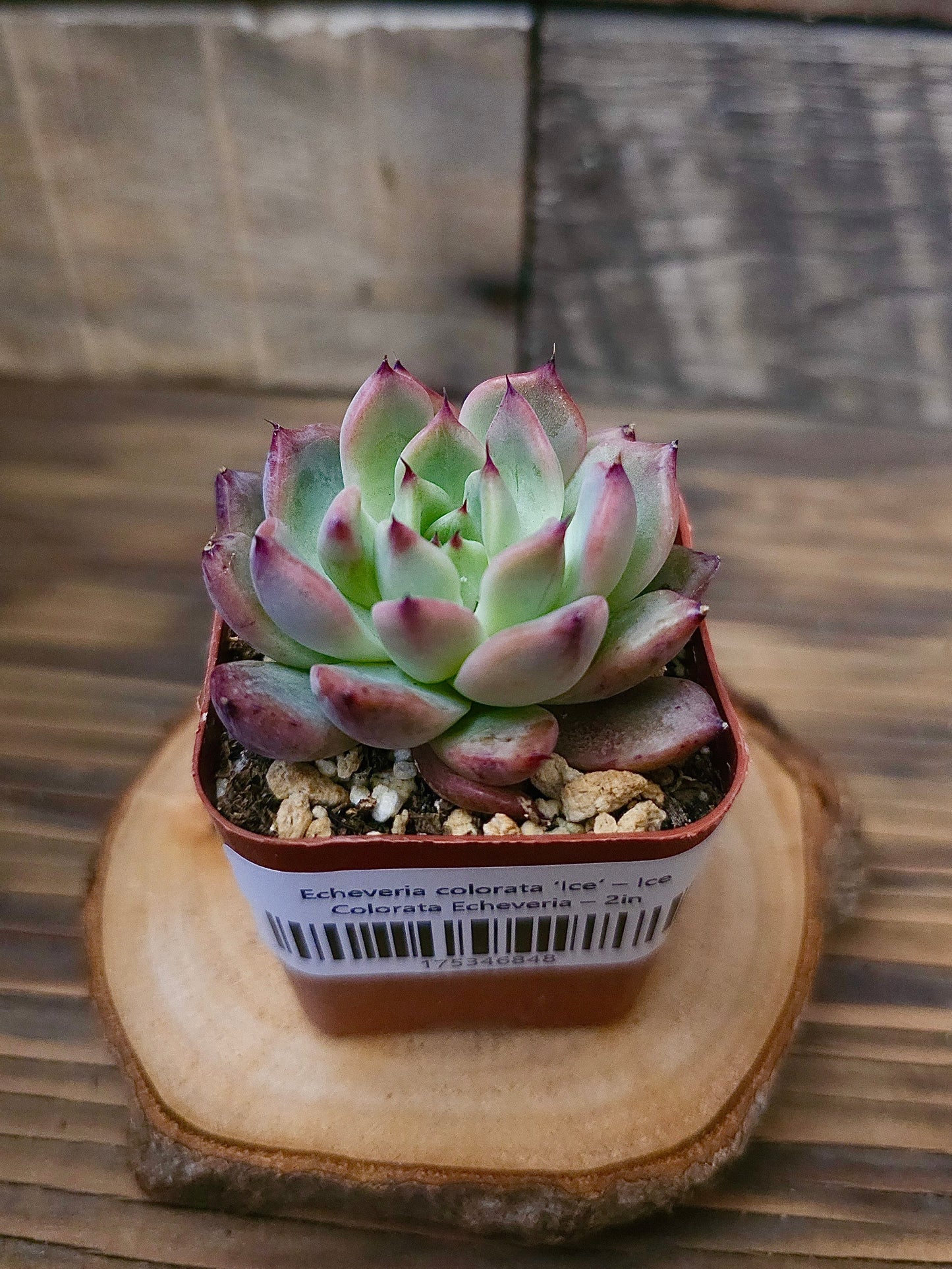Echeveria colorata ‘Ice’ – Ice Colorata Echeveria – 2in