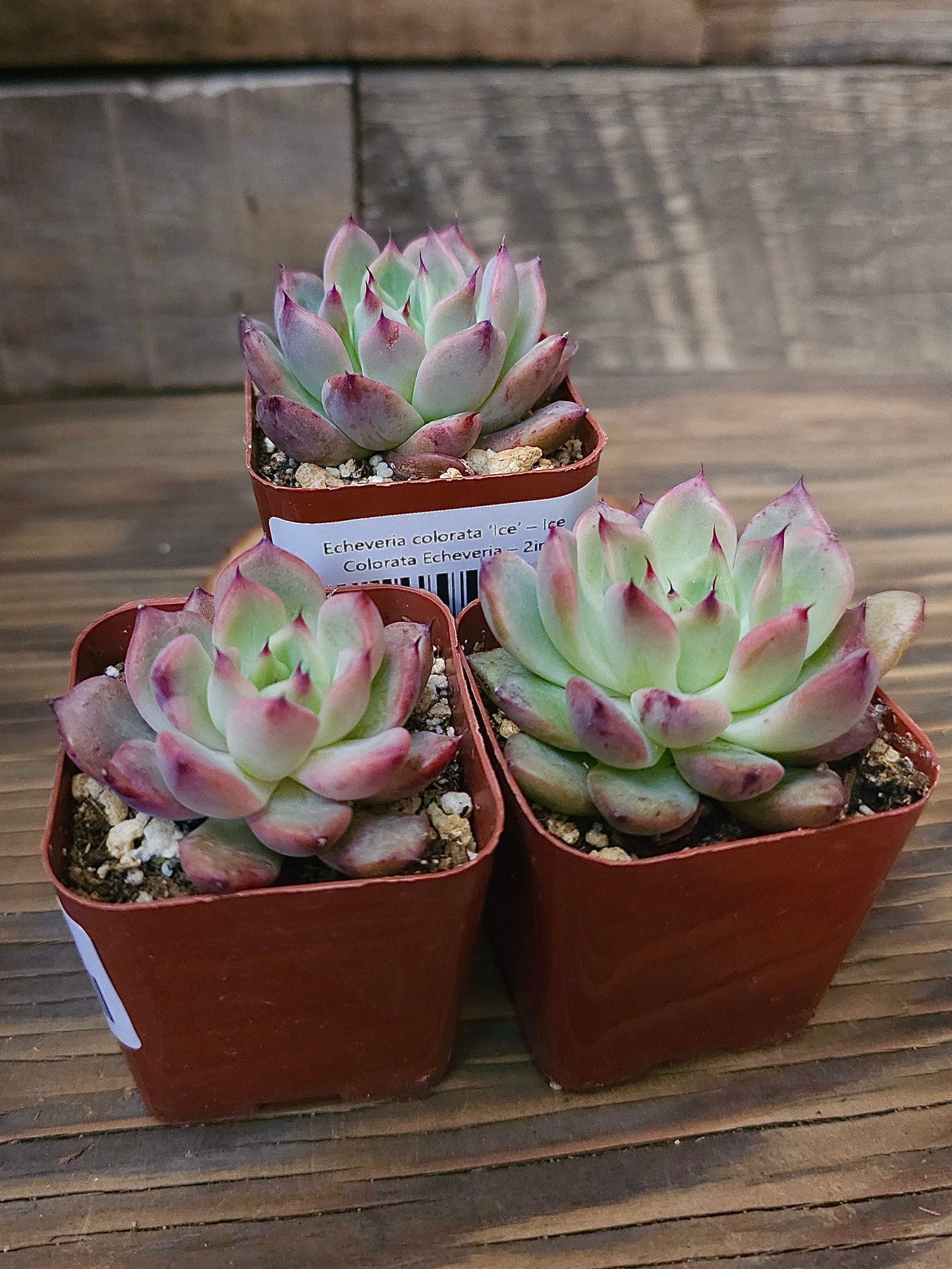 Echeveria colorata ‘Ice’ – Ice Colorata Echeveria – 2in