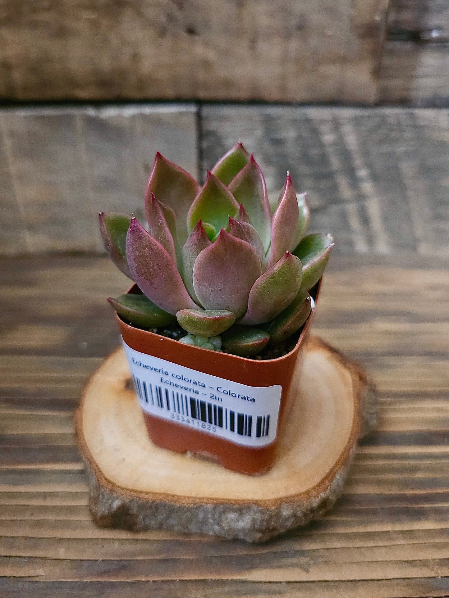 Echeveria colorata – Colorata Echeveria – 2in