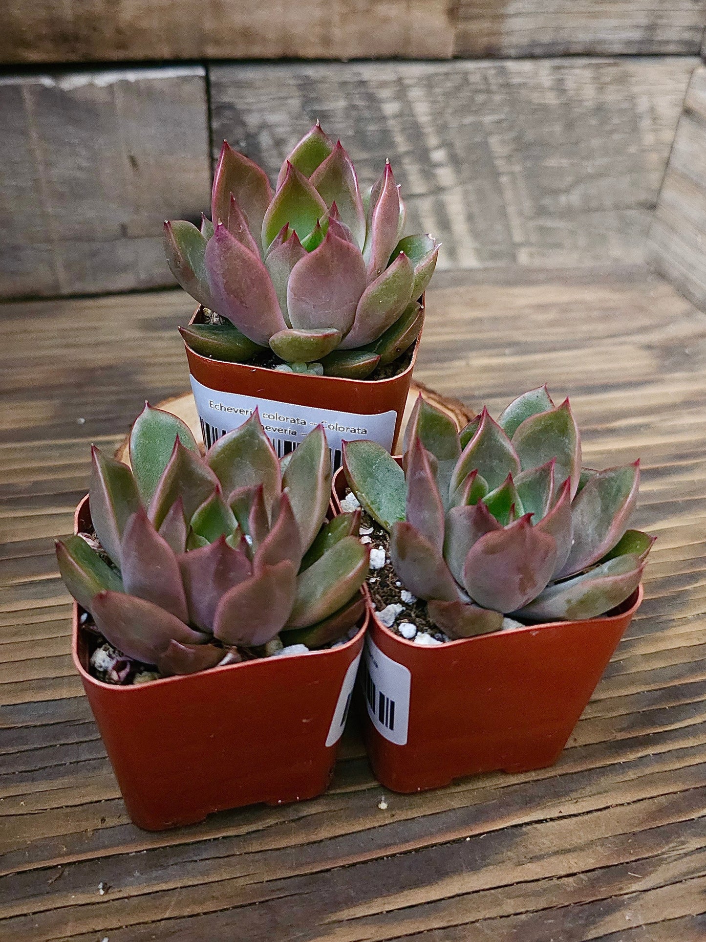 Echeveria colorata – Colorata Echeveria – 2in