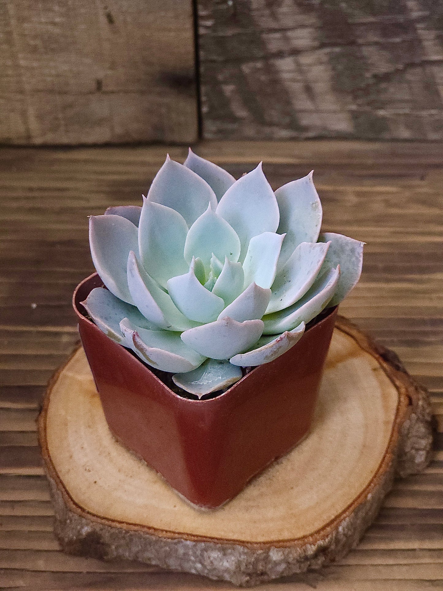 Echeveria lilacina – Ghost Echeveria – 2in