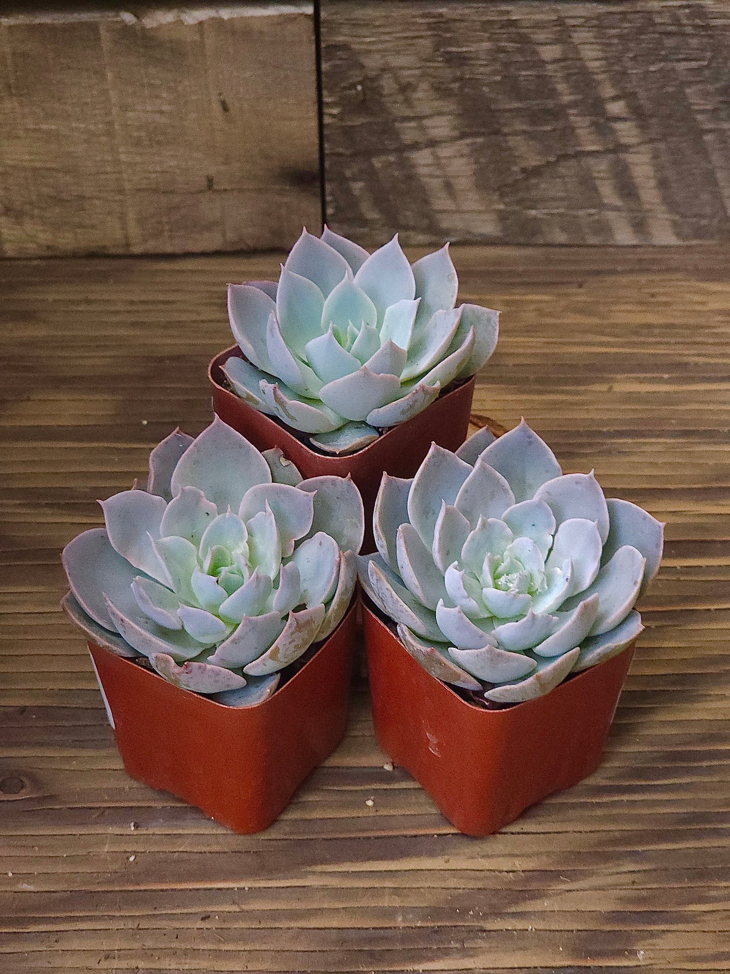 Echeveria lilacina – Ghost Echeveria – 2in