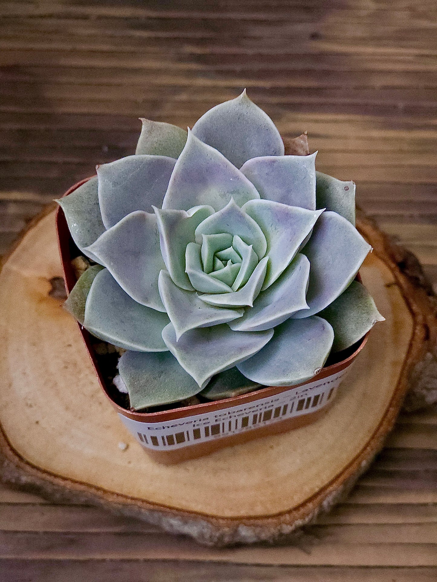 Echeveria tobarensis – Lavender Ice Echeveria – 2in