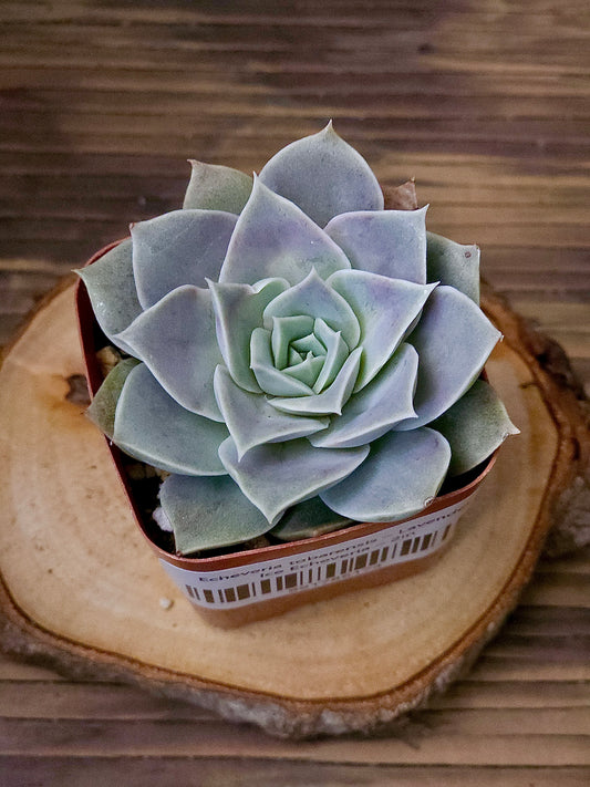 Echeveria tobarensis – Lavender Ice Echeveria – 2in
