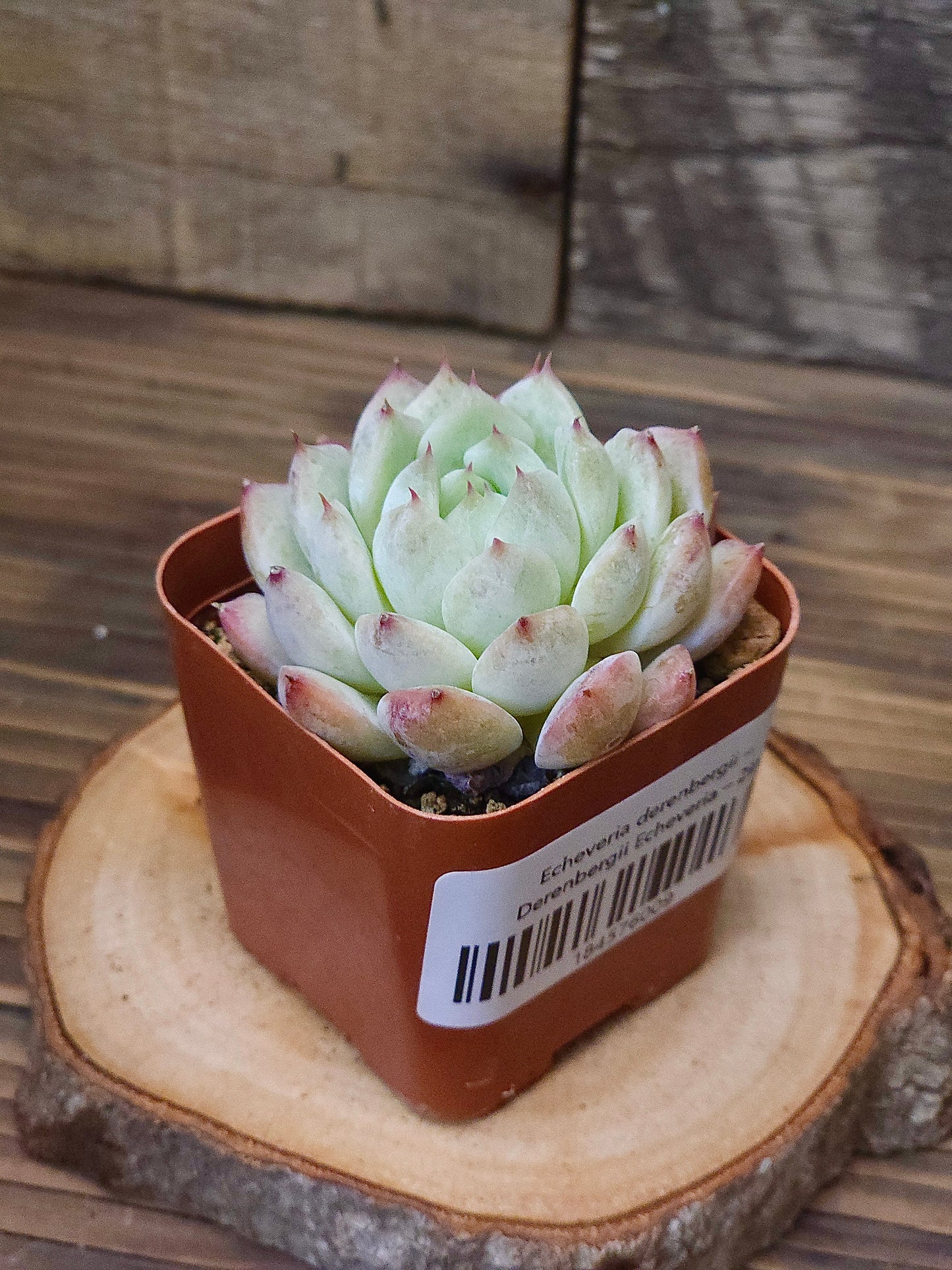 Echeveria derenbergii – Derenbergii Echeveria – 2in