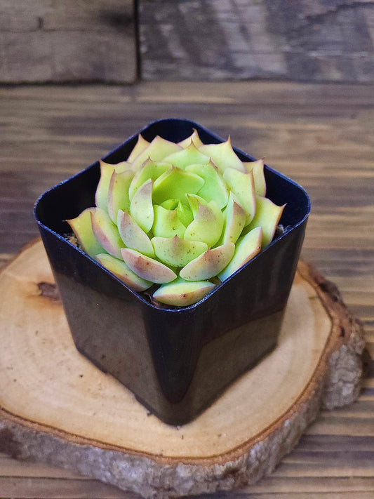 Echeveria ‘Gusto’ – Gusto Echeveria – 2in