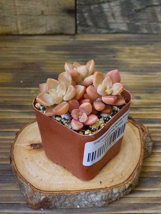 Graptosedum 'California Sunset' – California Sunset Graptosedum