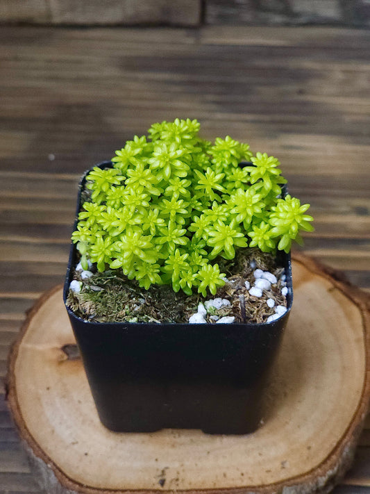 Sedum japonicum 'Tokyo Sun' – Tokyo Sun Sedum – 2in