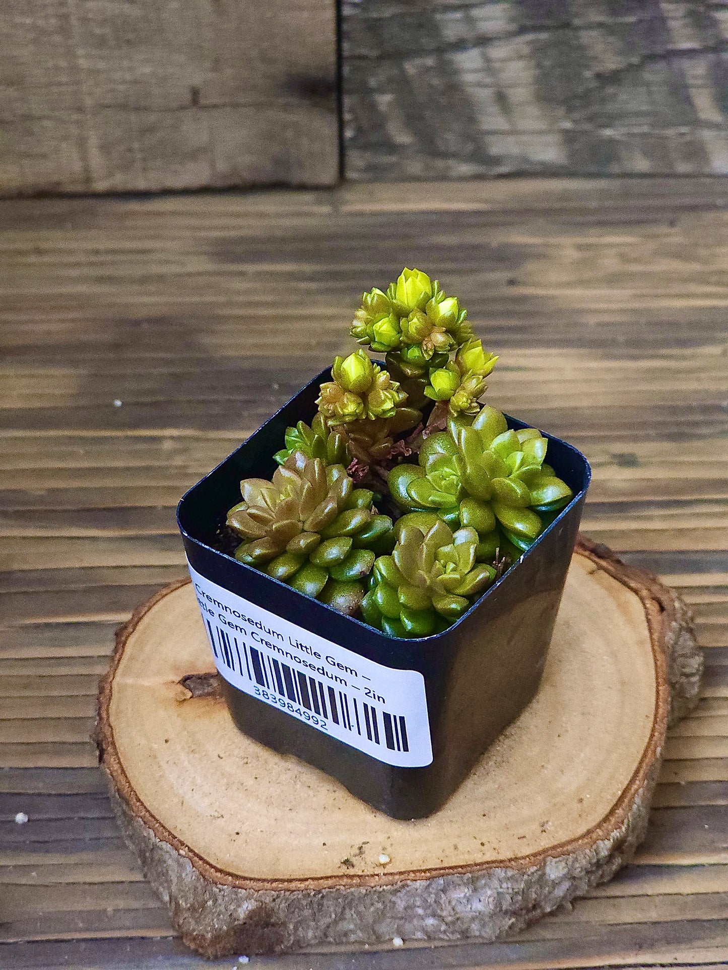 Cremnosedum 'Little Gem' – Little Gem Cremnosedum – 2in