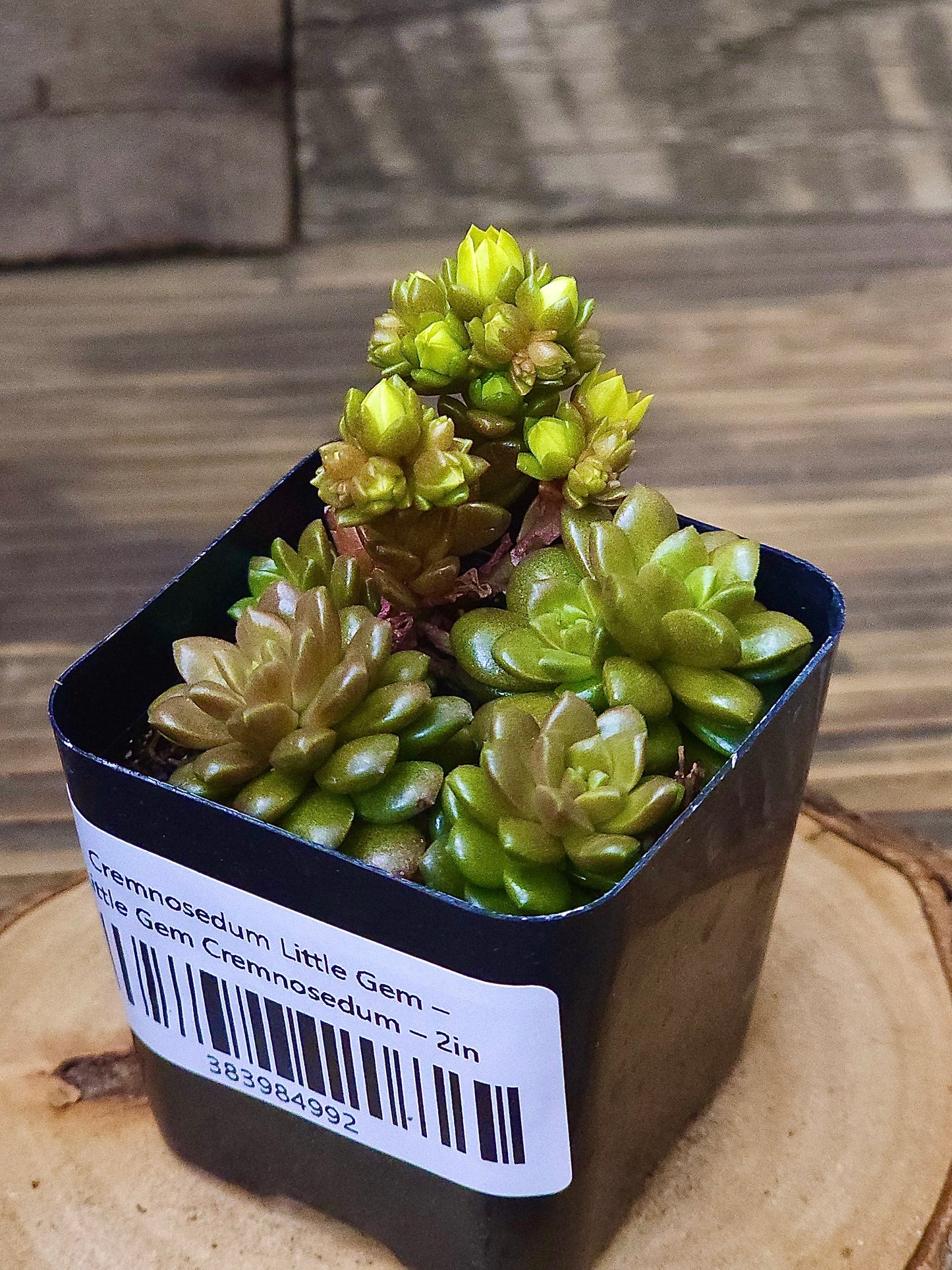 Cremnosedum 'Little Gem' – Little Gem Cremnosedum – 2in