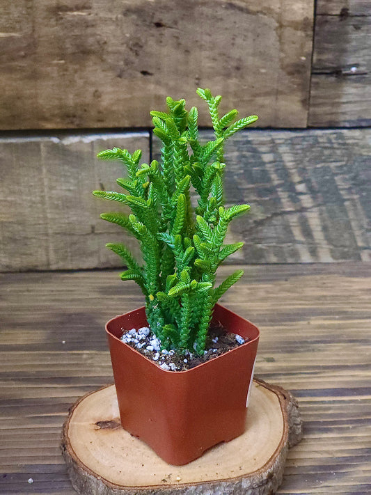 Crassula muscosa – Watch Chain Succulent – 2in