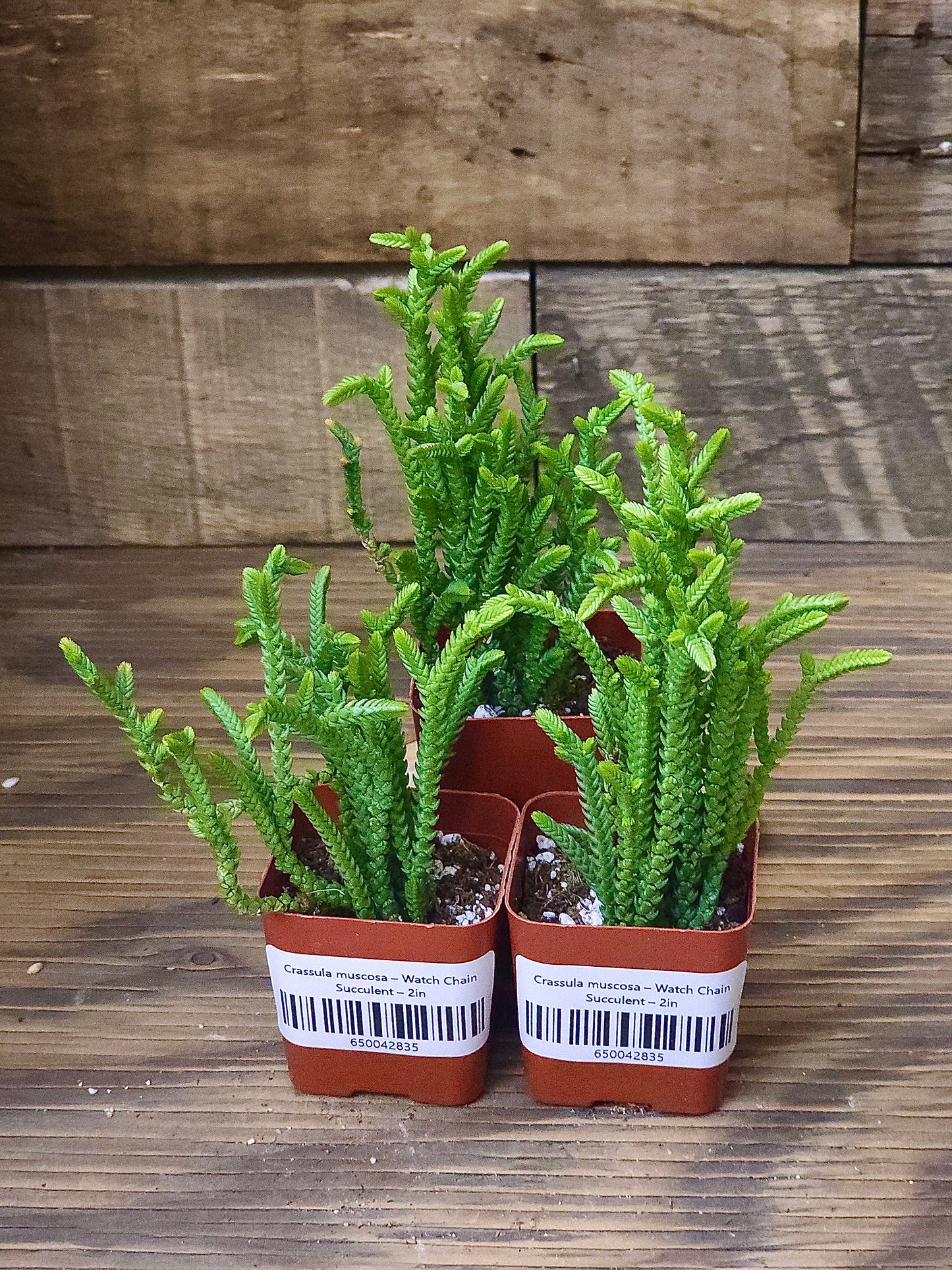 Crassula muscosa – Watch Chain Succulent – 2in