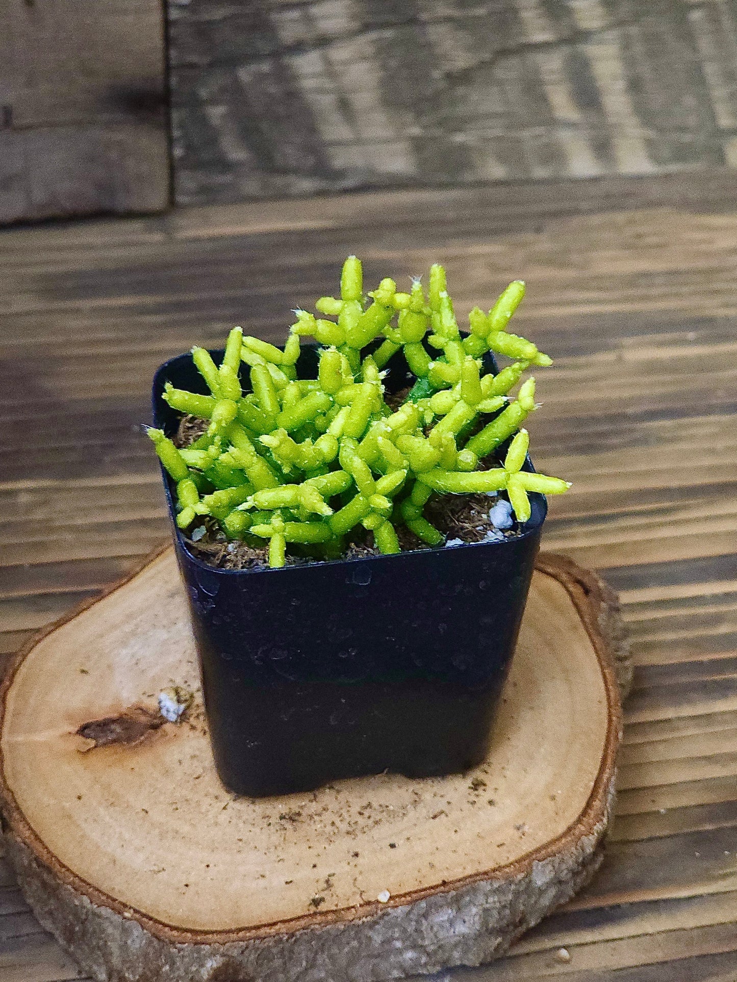 Rhipsalis cereuscula – Green Coral Cactus – 2in