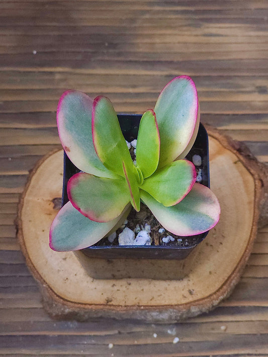 Crassula platyphylla 'Pink Butterfly' – Pink Butterfly Crassula – 2in
