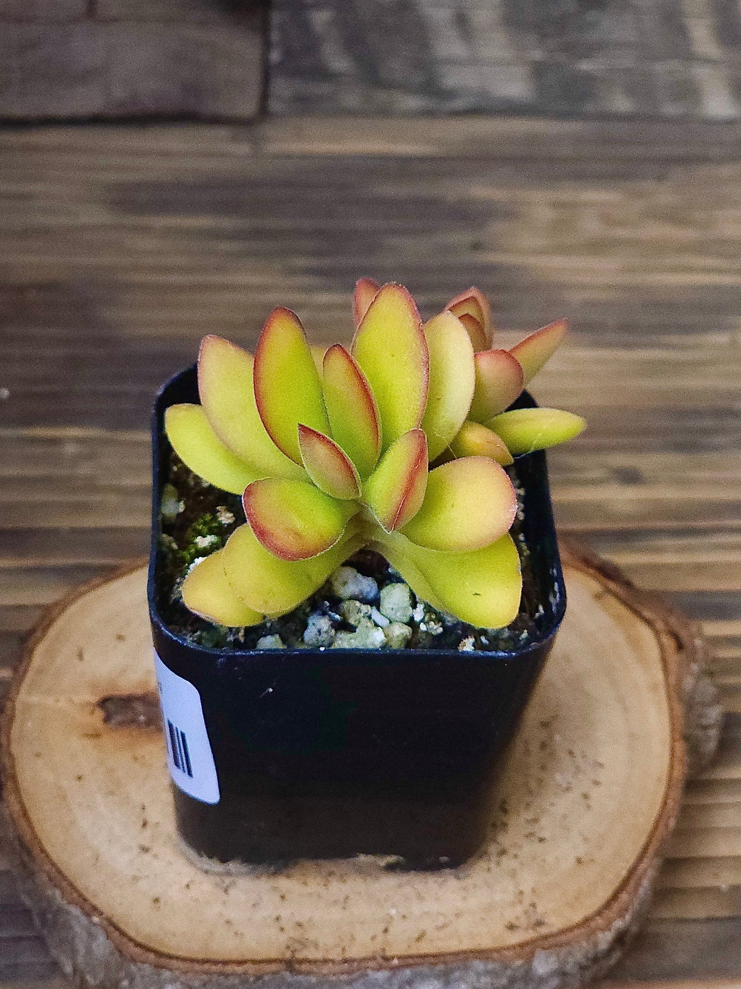 Crassula swaziensis 'Money Maker Variegata' – Variegated Money Maker Crassula – 2in