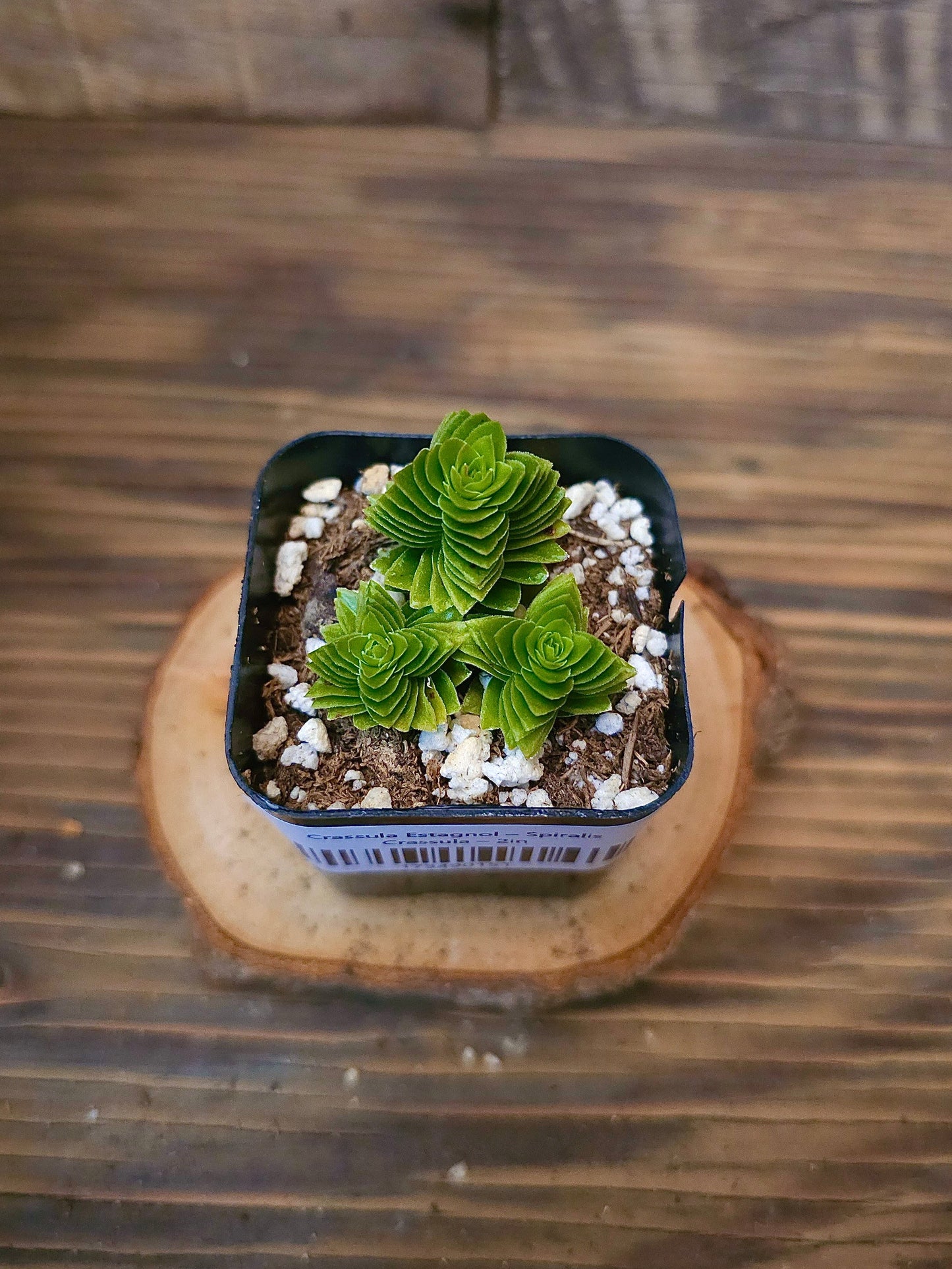 Crassula 'Estagnol' – Spiralis Crassula – 2in