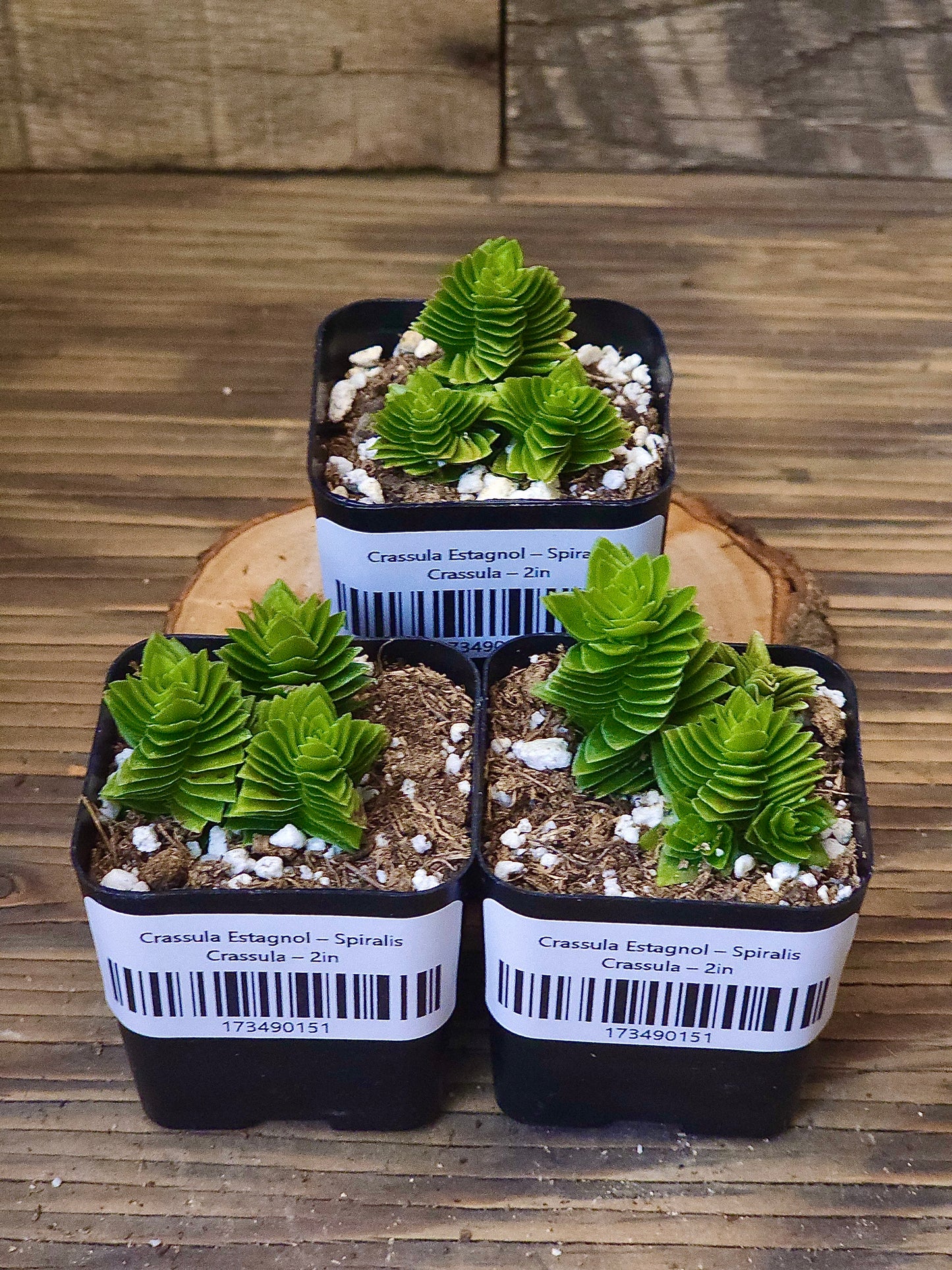 Crassula 'Estagnol' – Spiralis Crassula – 2in