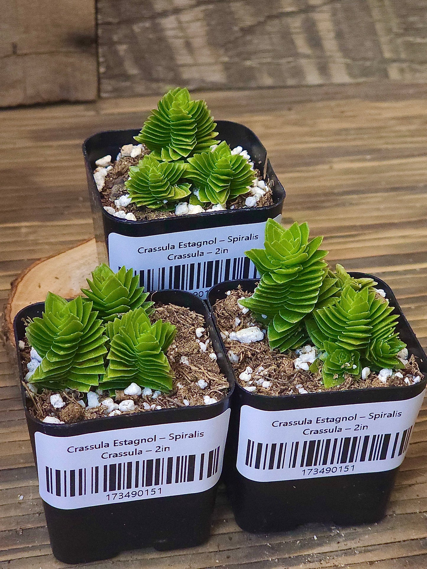 Crassula 'Estagnol' – Spiralis Crassula – 2in
