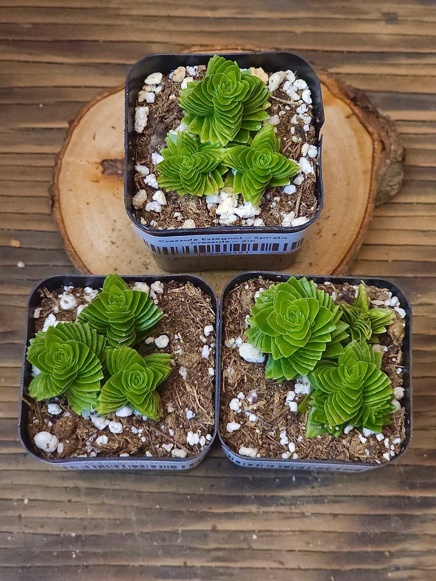 Crassula 'Estagnol' – Spiralis Crassula – 2in