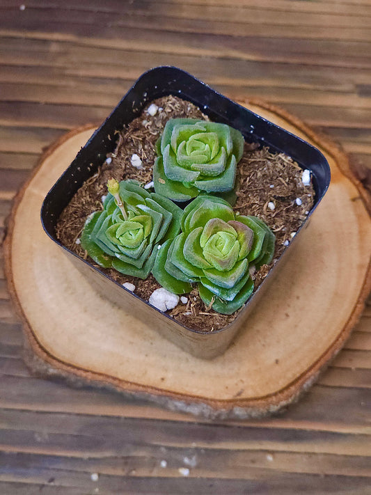 Crassula 'Dorothy' – Dorothy Crassula – 2in