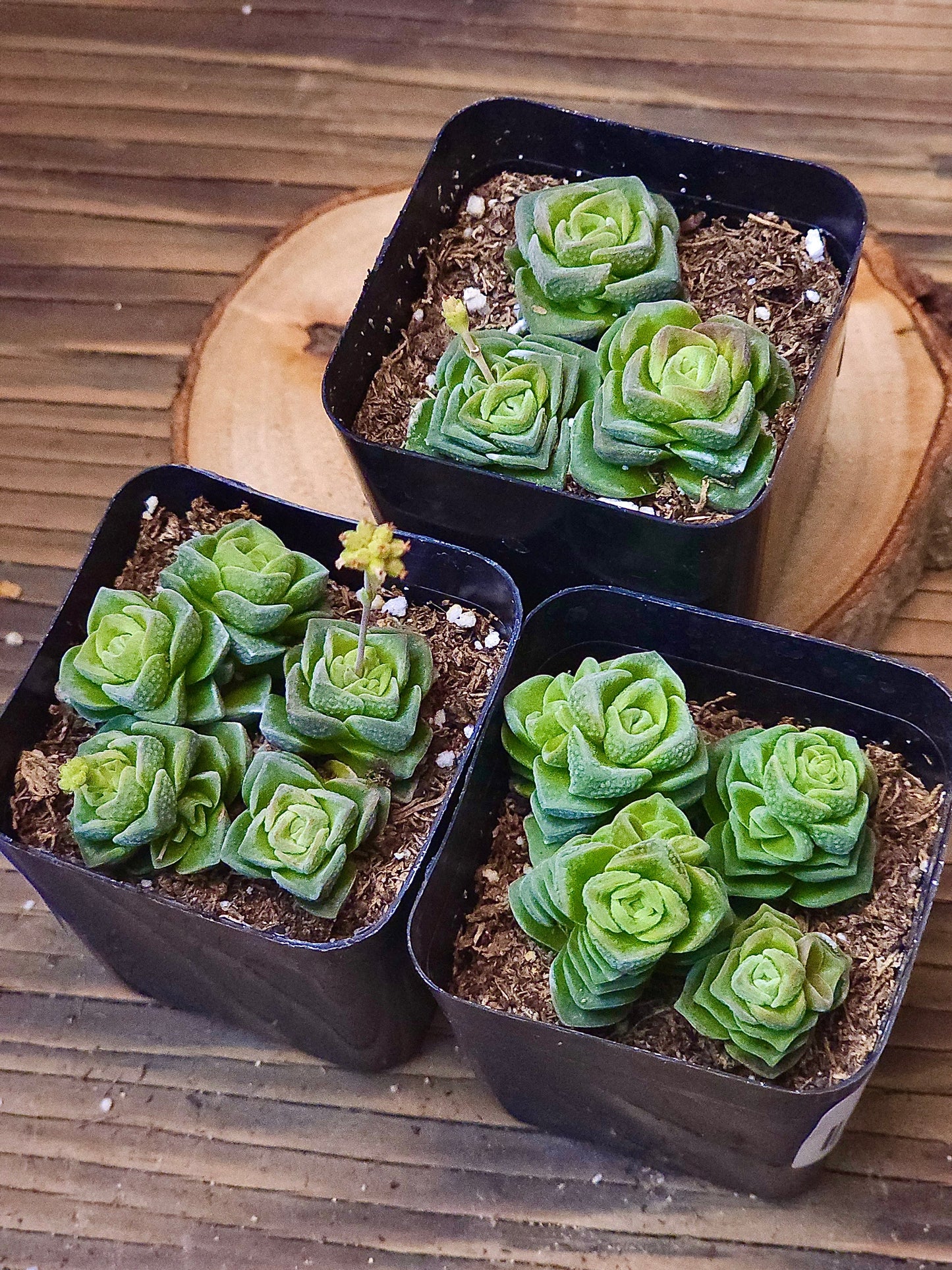 Crassula 'Dorothy' – Dorothy Crassula – 2in