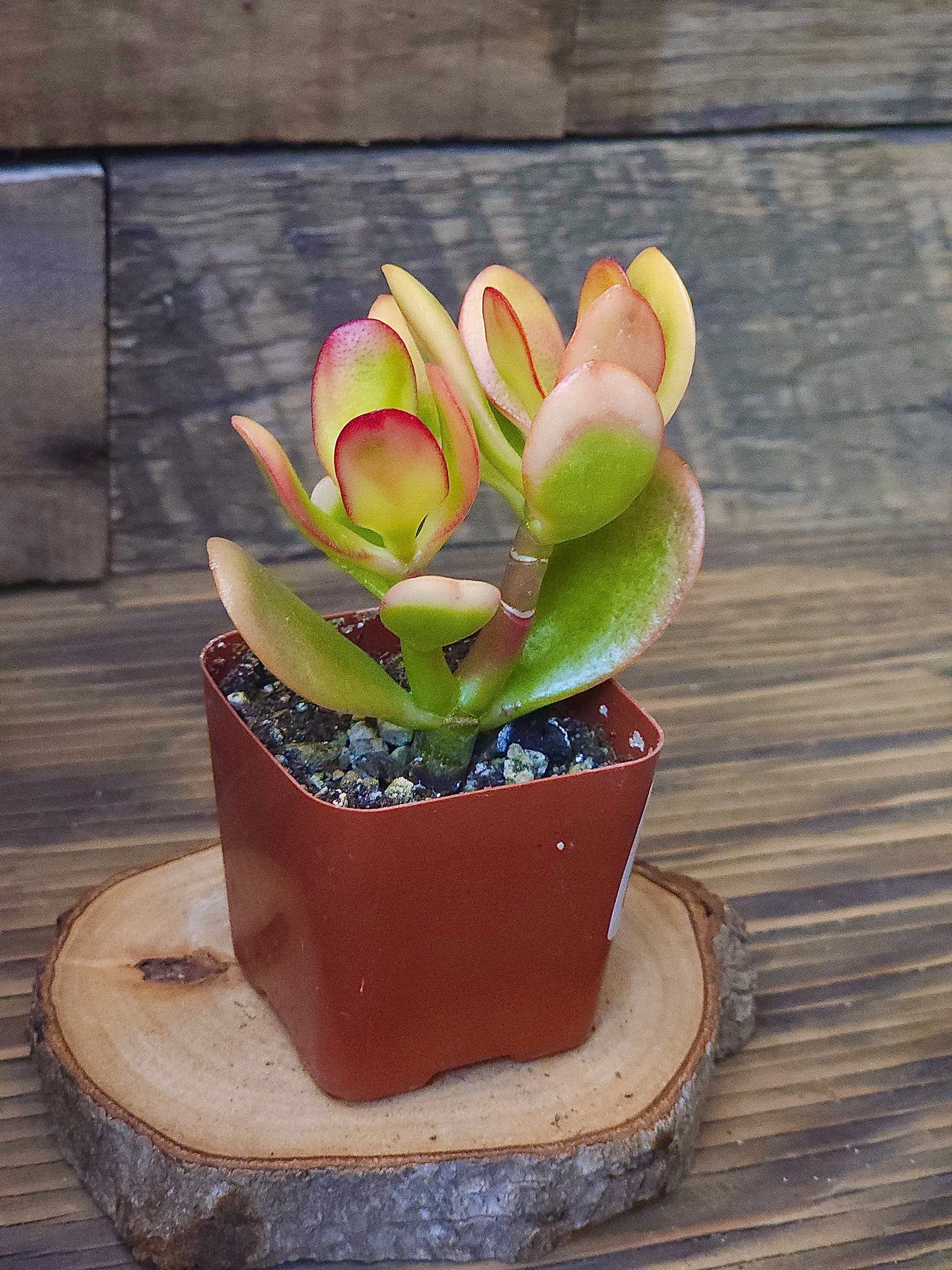 Crassula ovata 'Sunset Variegata' – Variegated Sunset Jade – 2in