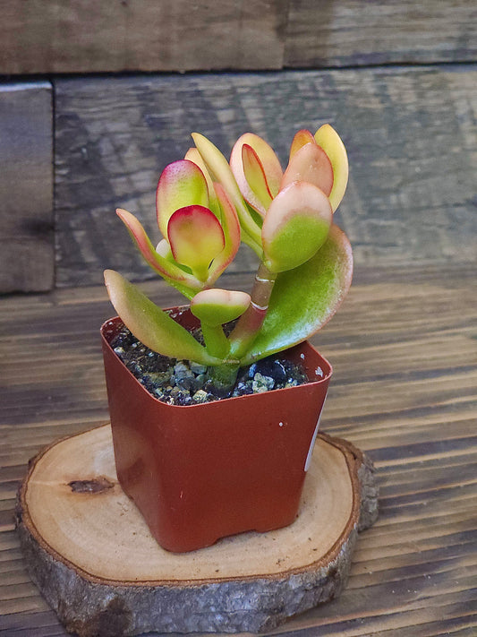 Crassula ovata 'Sunset Variegata' – Variegated Sunset Jade – 2in