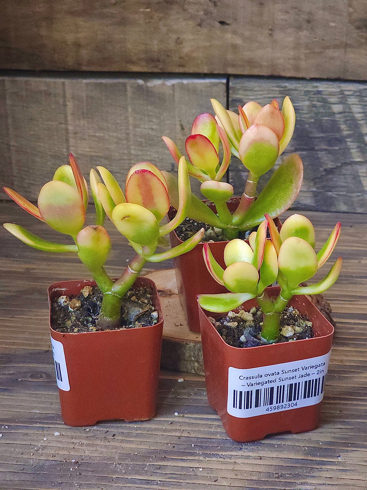 Crassula ovata 'Sunset Variegata' – Variegated Sunset Jade – 2in