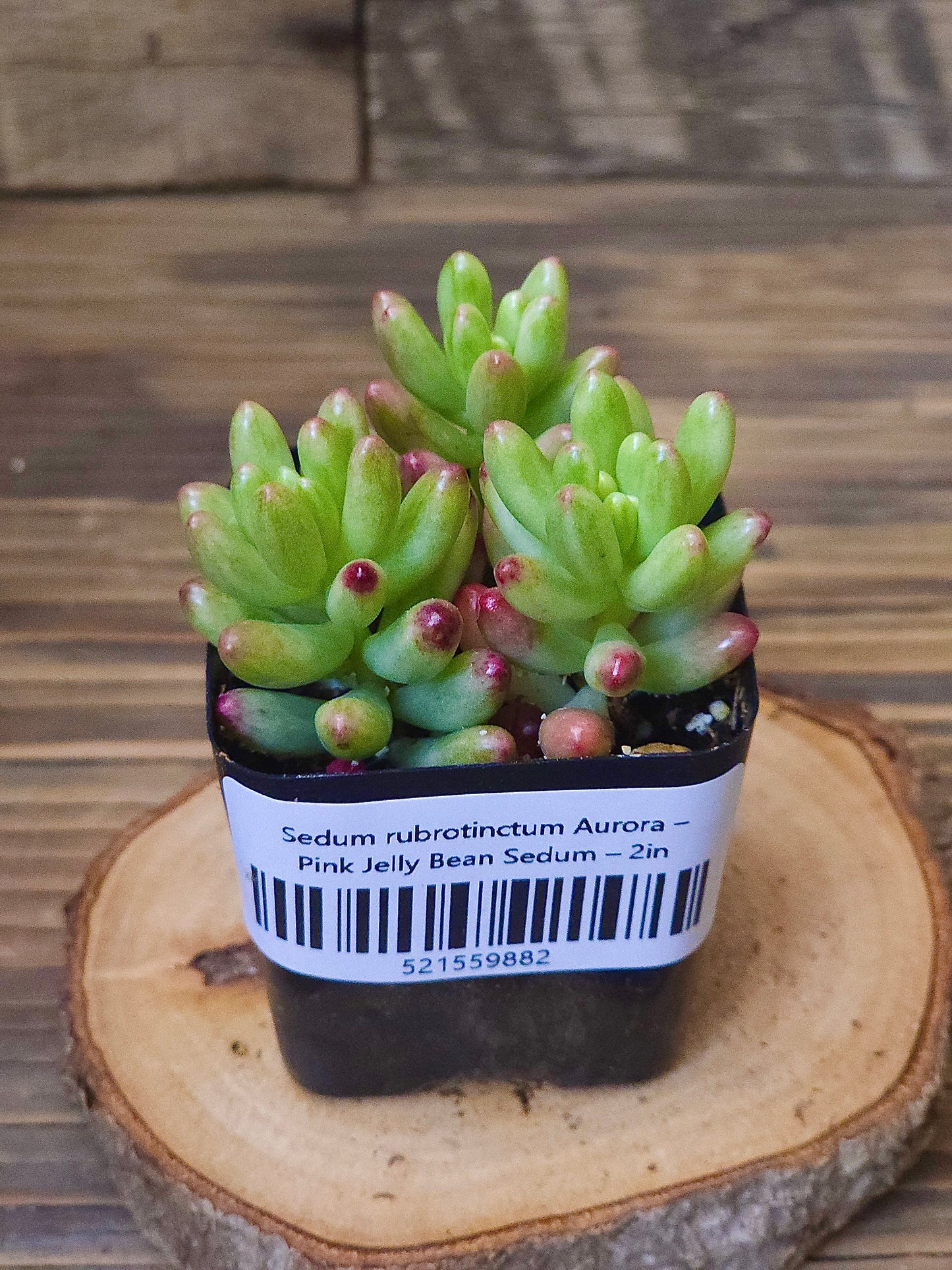 Sedum rubrotinctum 'Aurora' – Pink Jelly Bean Sedum – 2in
