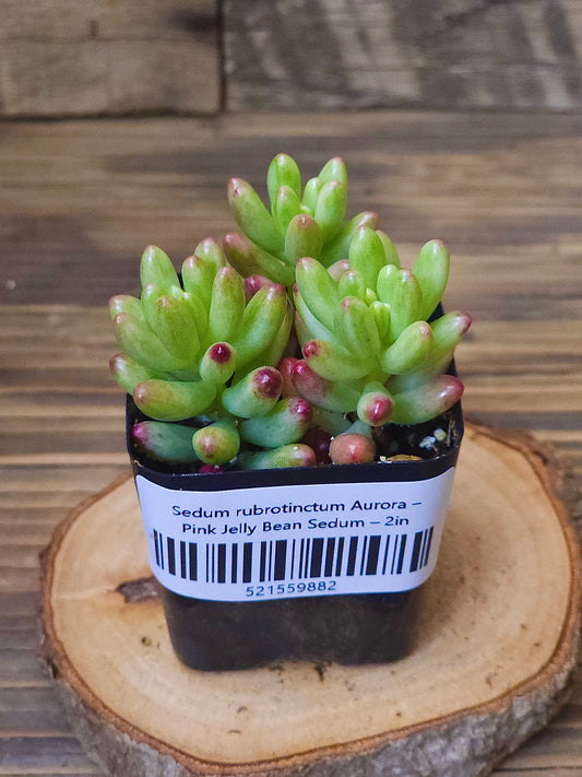 Sedum rubrotinctum 'Aurora' – Pink Jelly Bean Sedum – 2in