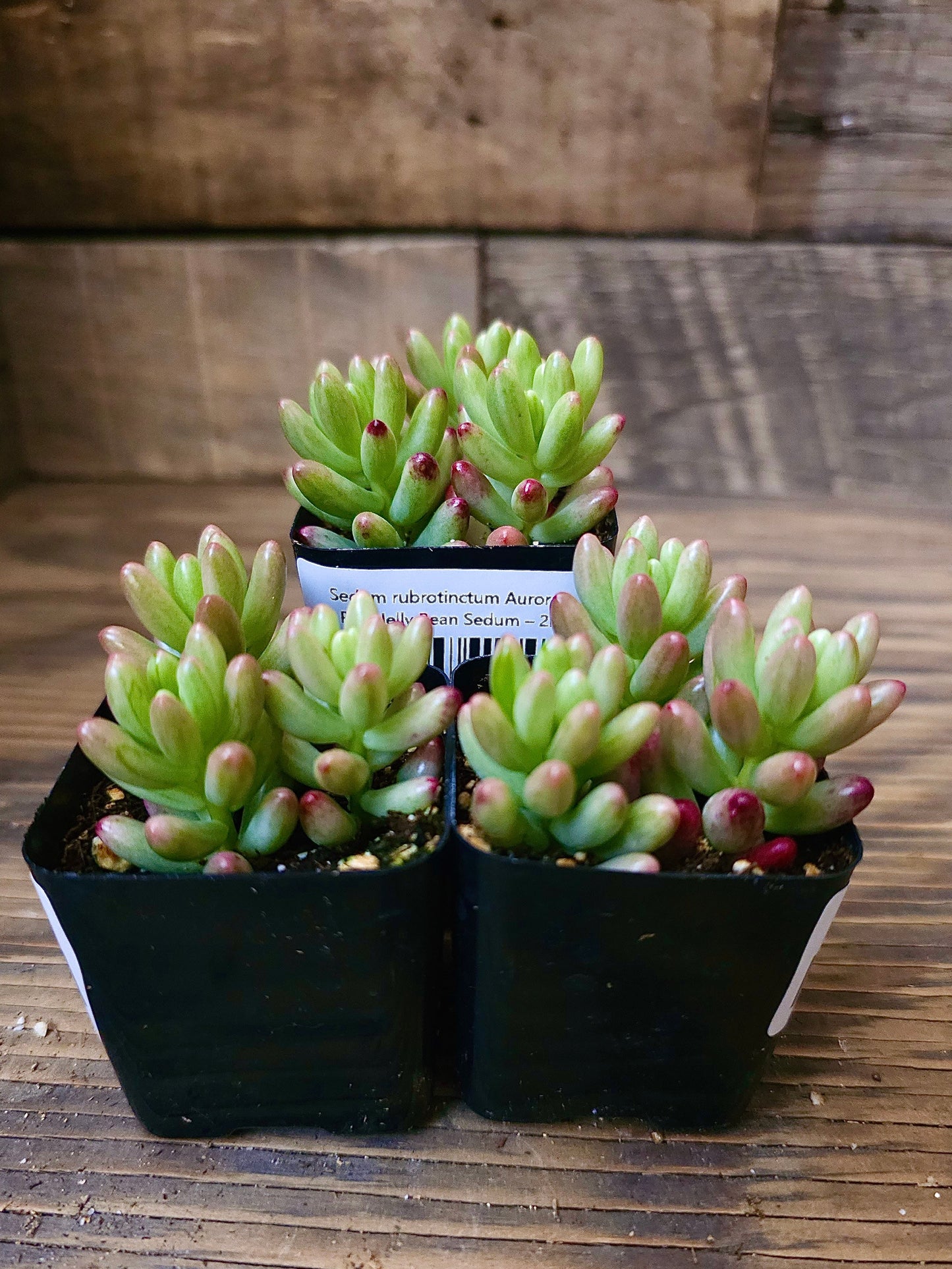 Sedum rubrotinctum 'Aurora' – Pink Jelly Bean Sedum – 2in