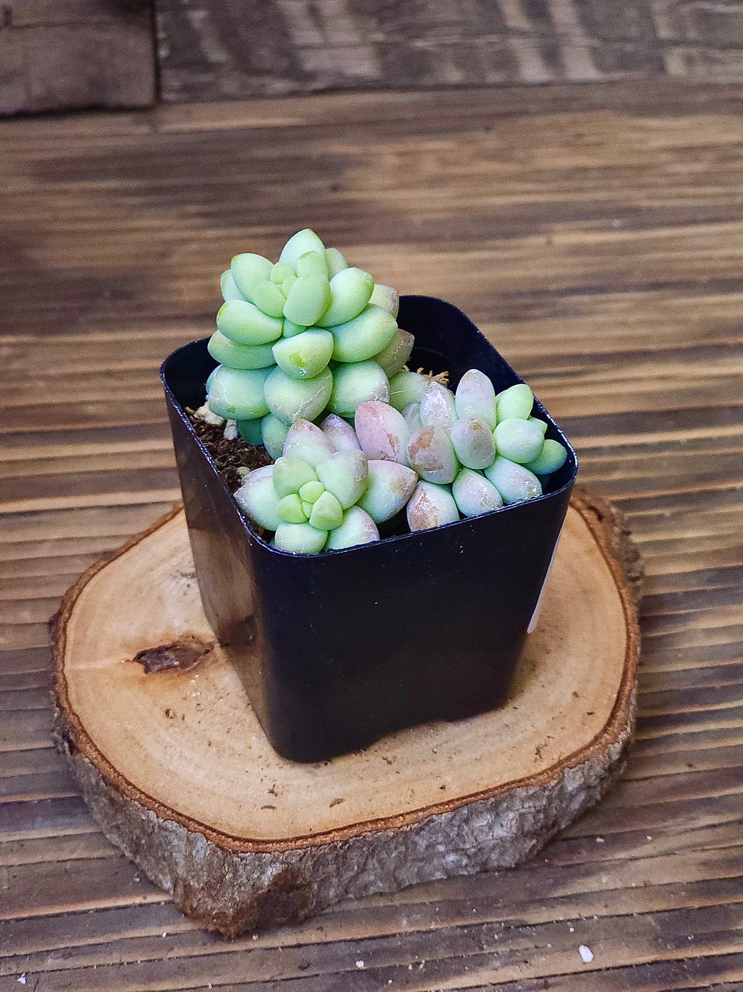 Sedum hybrid 'Cali Burrito' – Cali Burrito Sedum – 2in