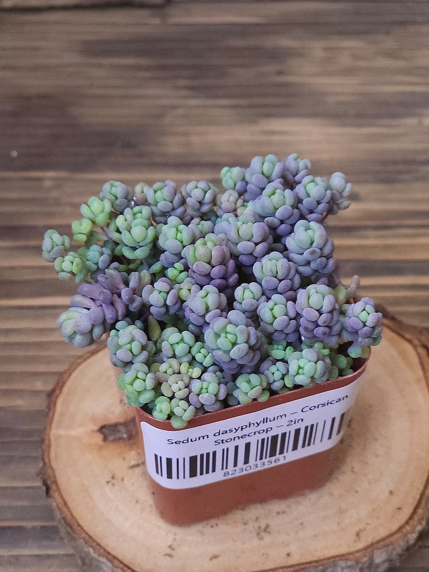 Sedum dasyphyllum – Corsican Stonecrop – 2in